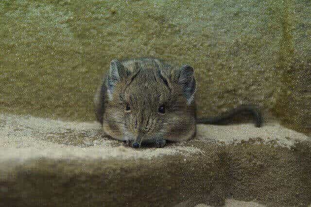 Cute Rodents In The World