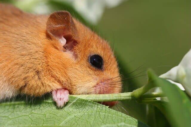 Cute Rodents In The World