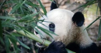 Animals That Eat Bamboo (With Pictures)