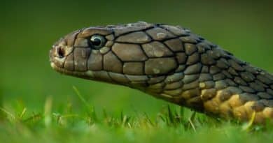 Animals That Slither