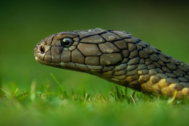 Animals That Slither (6 Examples with Pictures) - UrduFOX