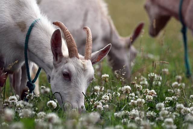 Animals That Eat Grass