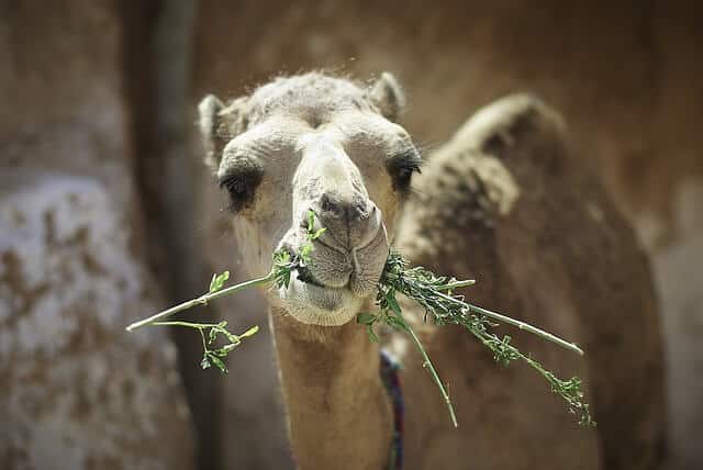 Animals That Eat Grass (Pictures + Fun Facts) - UrduFOX