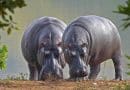 World Hippo Day: Celebrating the Mighty River Horse!