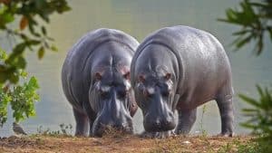 World Hippo Day: Celebrating the Mighty River Horse!