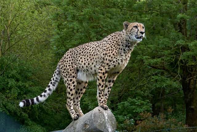 Most Agile Animals in The World