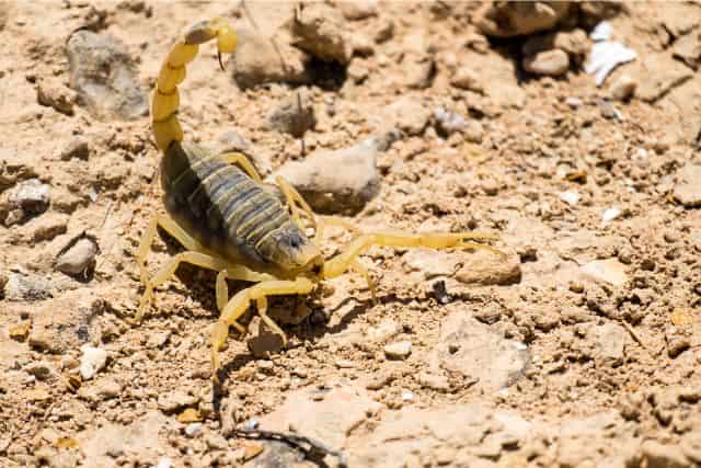 Desert Animals: Surviving and Thriving in Arid Environments