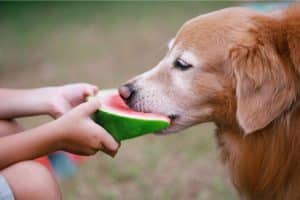 Can Dogs Eat Watermelon