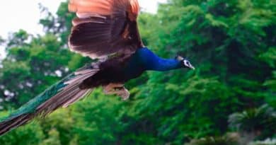 Can Peacocks Fly? The Fascinating Truth About Peacock Flight