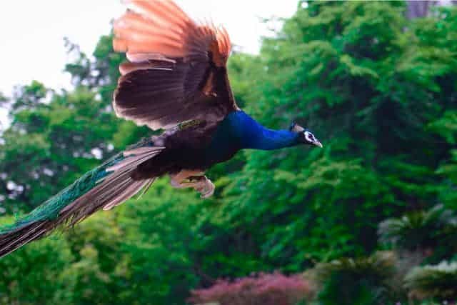 Can Peacocks Fly? The Fascinating Truth About Peacock Flight