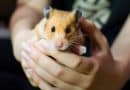Teddy Bear Hamster: Your Furry Friend for Life