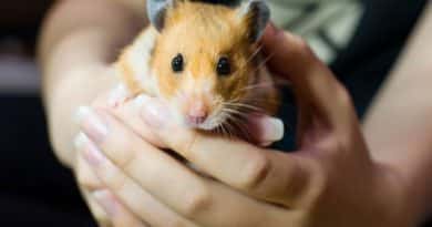 Teddy Bear Hamster: Your Furry Friend for Life