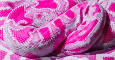 Pink Snake: A Deep Dive into Nature's Wonders