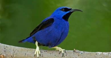 Purple Birds with Amazing Facts and Pictures