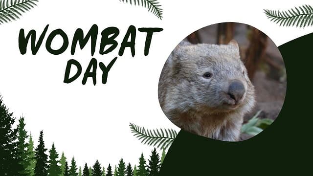 Wombat Day: Celebrating These Fascinating Aussie Creatures
