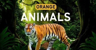 Orange Animals In The World (With Pictures)