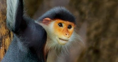 Cutest Monkeys In The World