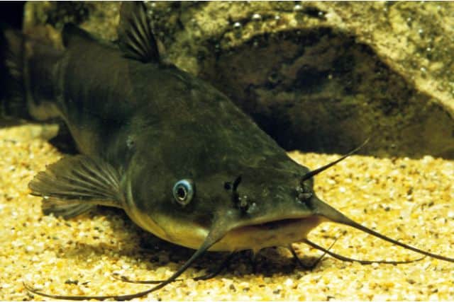 Do Catfish Have Teeth? Unveiling the Mysteries of Catfish Teeth