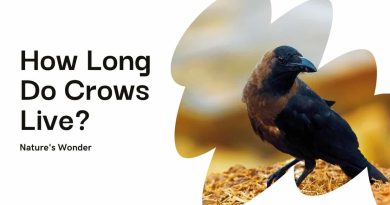 How Long Do Crows Live? Secrets of Crow Lifespan