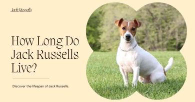 How Long Do Jack Russells Live? Secrets of Jack Russell Lifespan