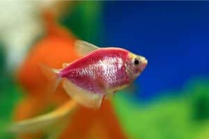 How long do GloFish live