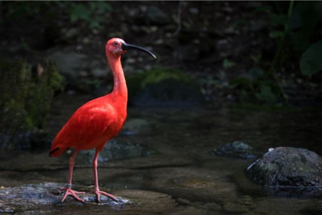Birds With Long Necks In The World