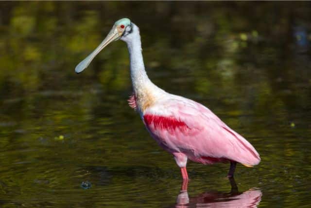 Birds With Long Necks In The World | Facts And Pictures - UrduFOX