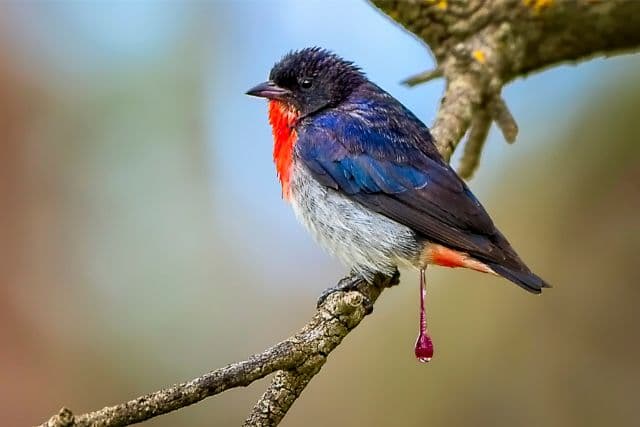 Amazing Birds With Red Chests