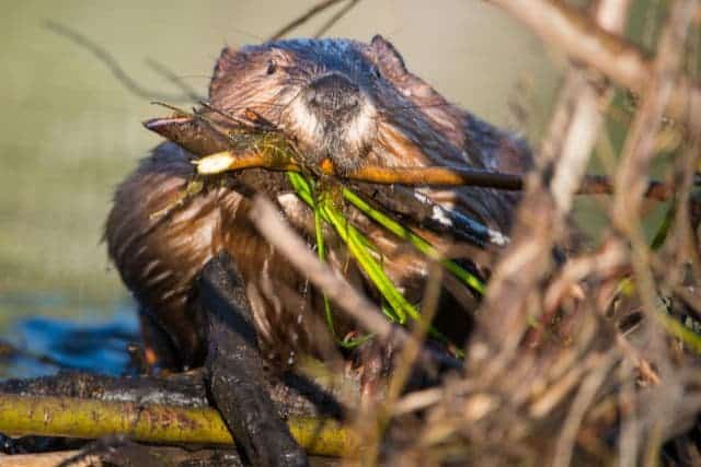 Do Beavers Eat Wood? Facts And FAQs