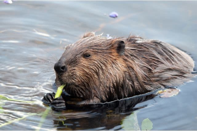 Do Beavers Eat Wood? Facts And FAQs