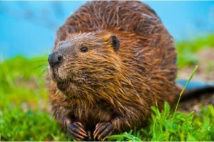 Do beavers eat wood?