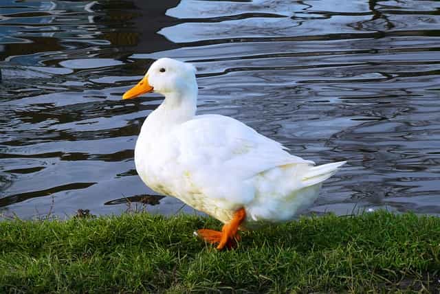 Duck Lifespan: How Long Do Ducks Live?