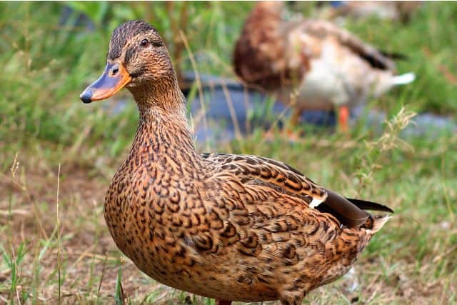 Duck Lifespan: How Long Do Ducks Live?