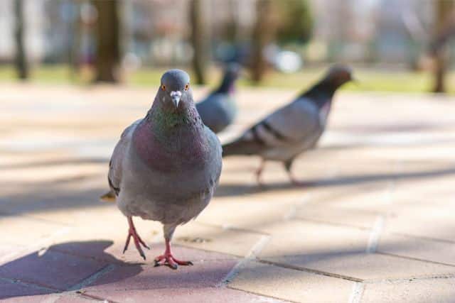 How Long Do Pigeons Live?