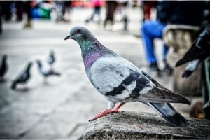 How Long Do Pigeons Live? | Pigeon Lifespan Facts