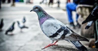 How Long Do Pigeons Live? | Pigeon Lifespan Facts