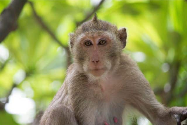Monkey Day: A Celebration of Our Primate Pals