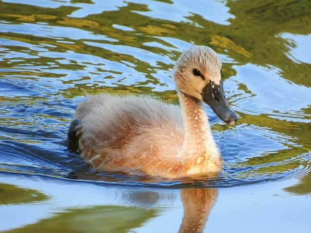 What Is A Baby Swan Called 