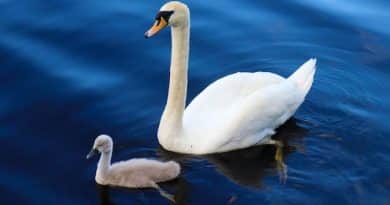 What Is A Baby Swan Called