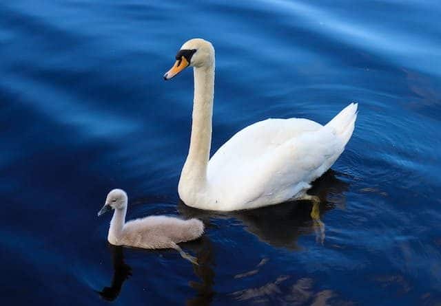 What Is A Baby Swan Called