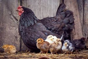 Are Chickens Mammals? The Surprising Truth!