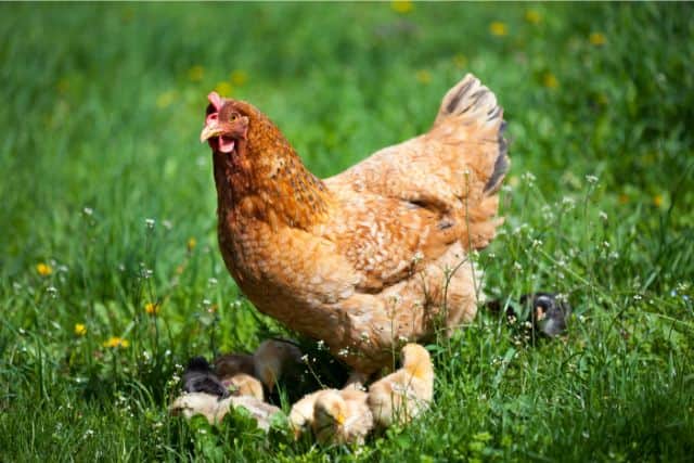 Are Chickens Mammals? The Surprising Truth!