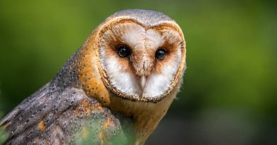 Do owls poop? All the answers to your burning questions!