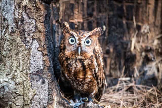Do owls poop? All the answers to your burning questions!